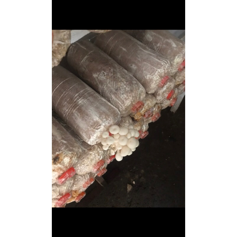 Baglog JAMUR TIRAM PUTIH