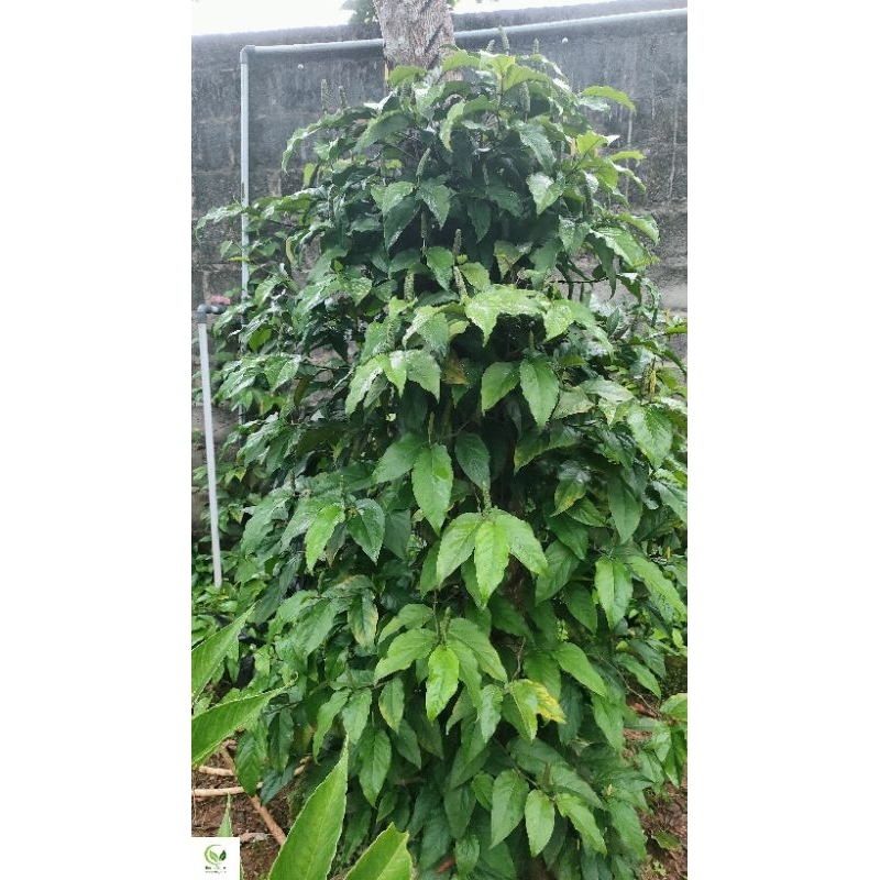 Cabe Jawa 100% Original