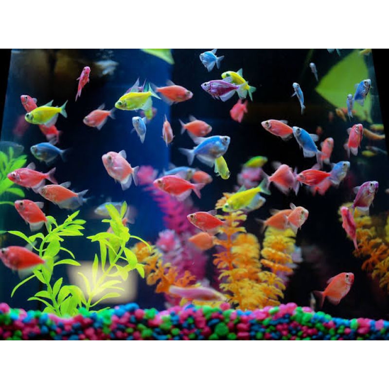 warna warni glow isi 2