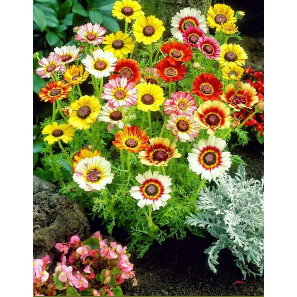 6 Biji Benih Bunga Painted Daisy