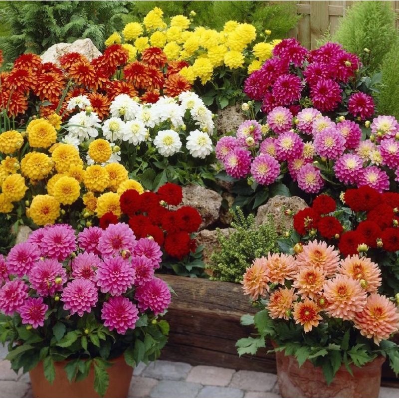 12Benih Biji Bunga Aster Mix