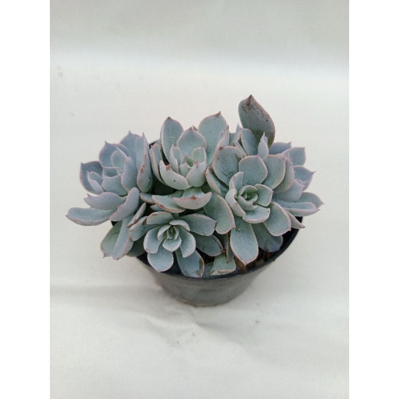 Sekulen Eceveria Subselis Blue Cluster