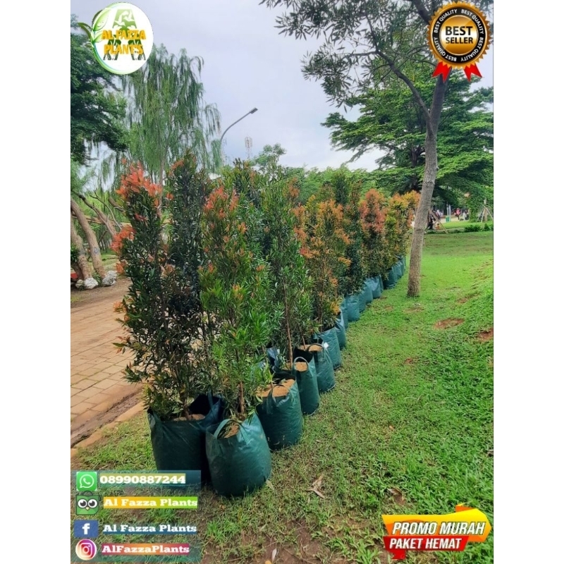 tanaman pucuk merah