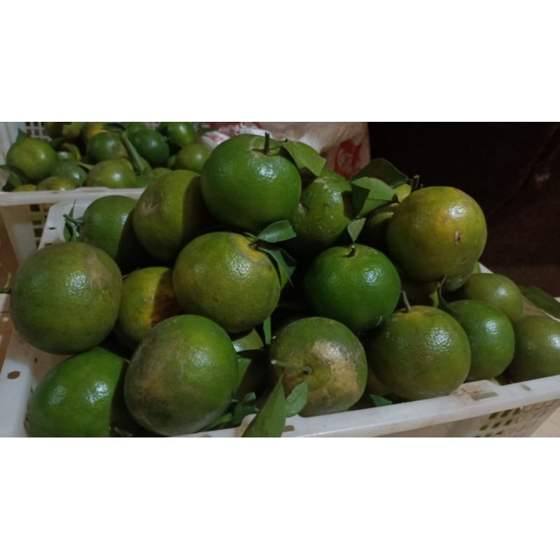 jeruk keprok madu
