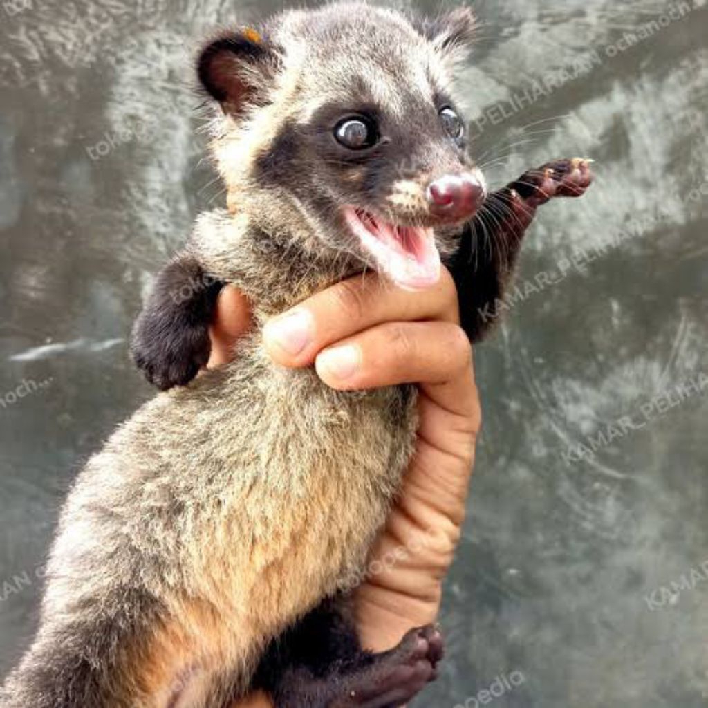 musang