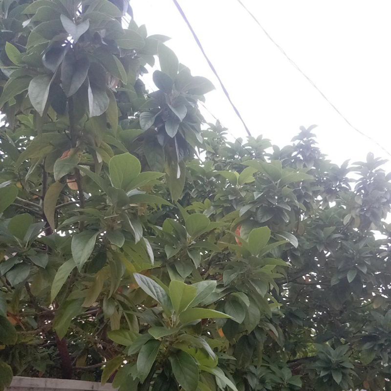 Daun Alpukat