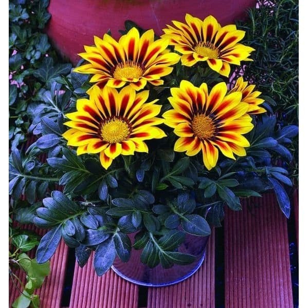 Bunga Gazania