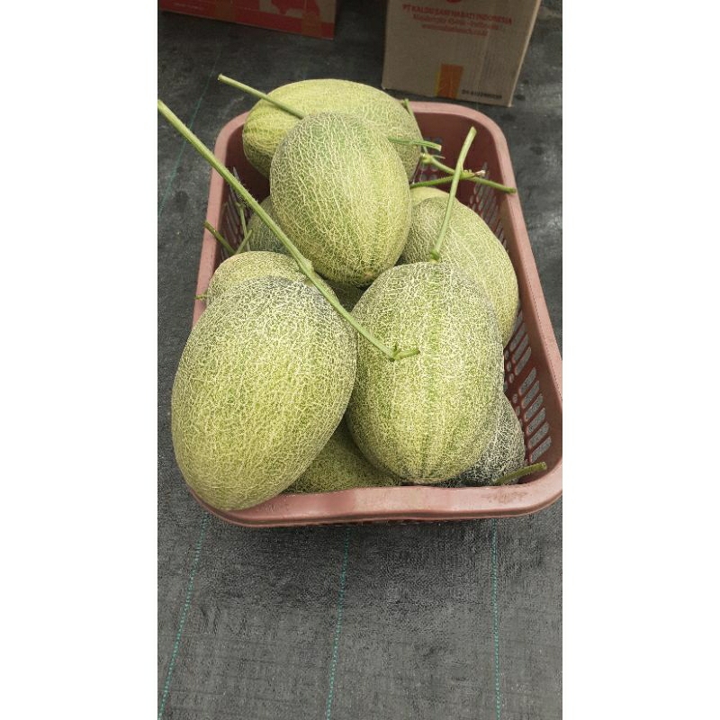 melon sweethami 2 kg