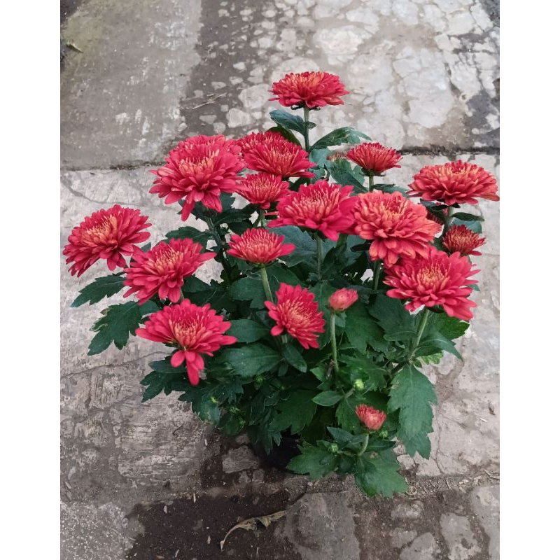 KRISAN MERAH