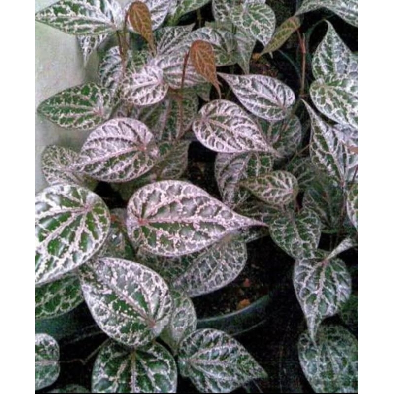 daun sirih merah