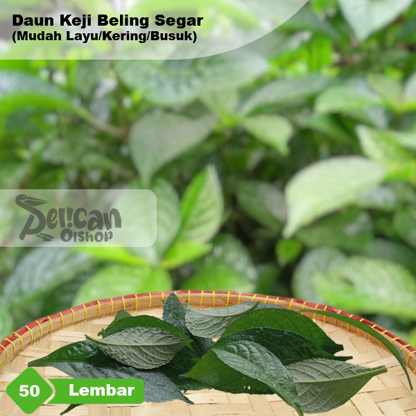 Daun Keji Beling Segar 50 Lembar