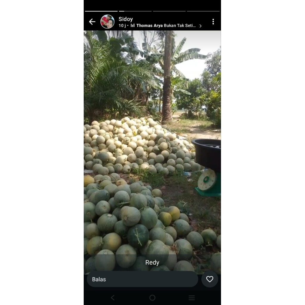 melon madu 1 buah