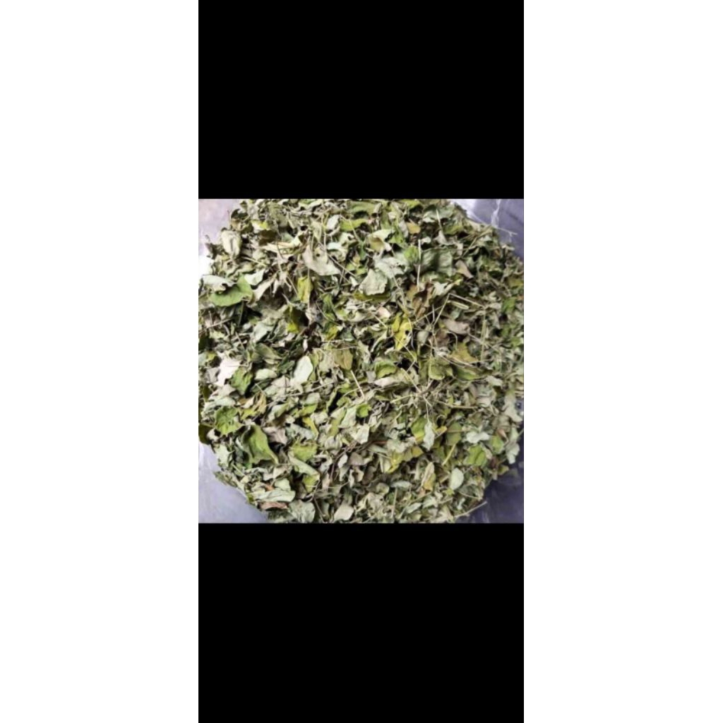 daun kelor