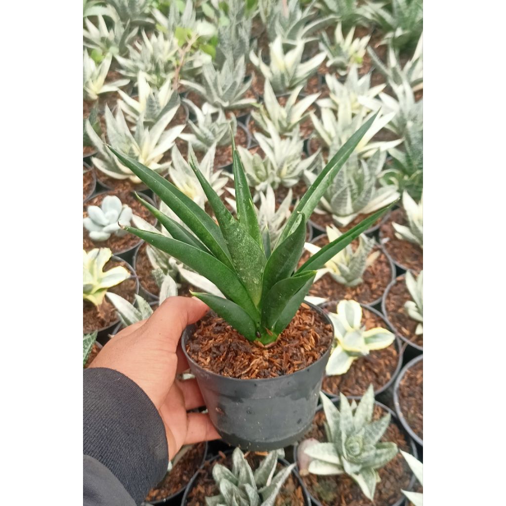 Sansevieria Black Makayla