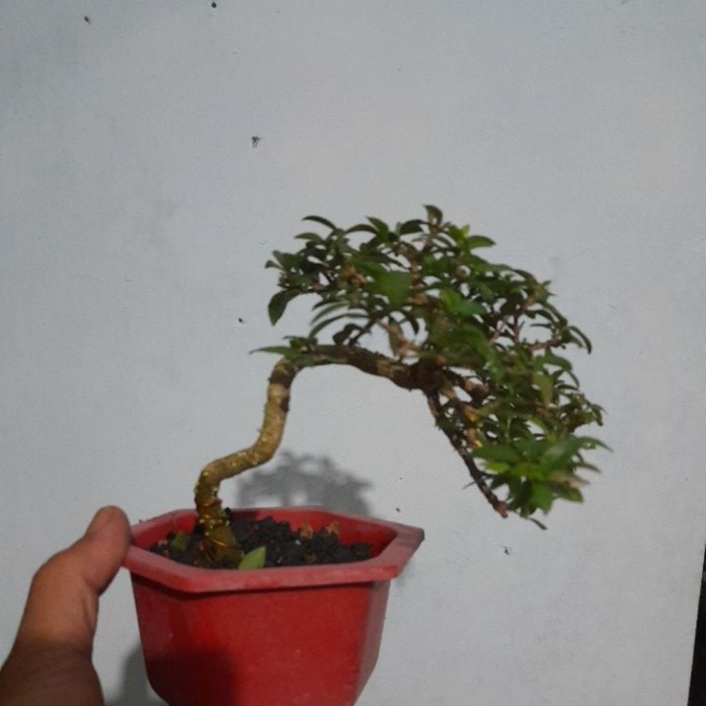 bonsai sakura mikro ka17