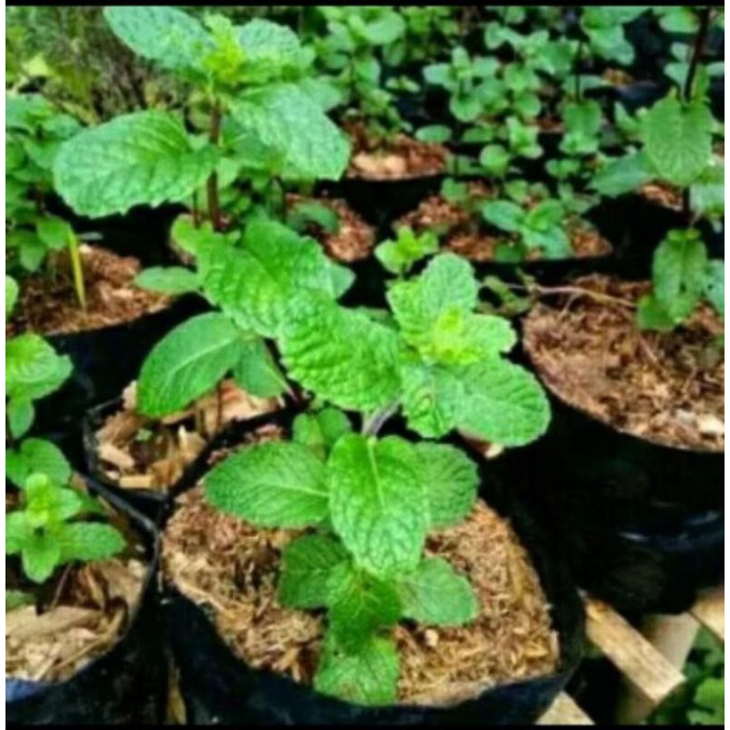 Daun mint