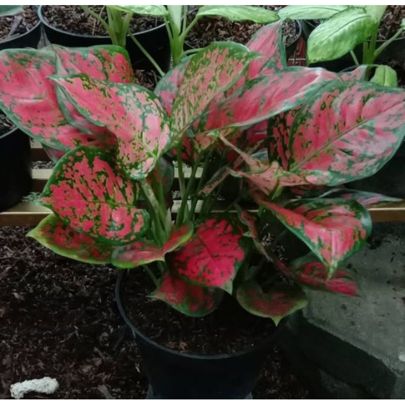 redyy bunga aglonema termurah