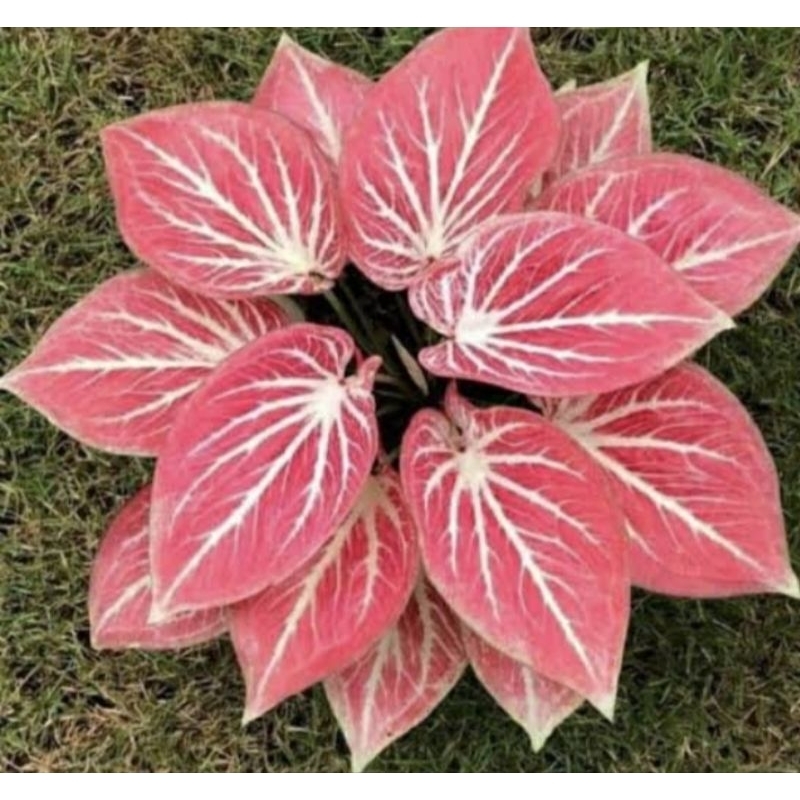 caladium whaite bone