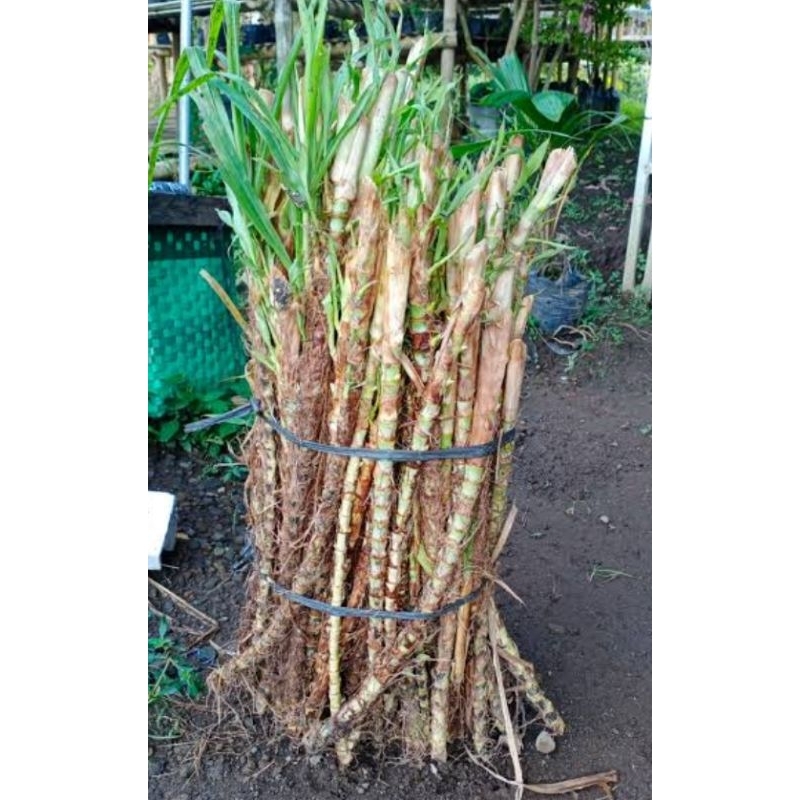 bibit odot super 3kg