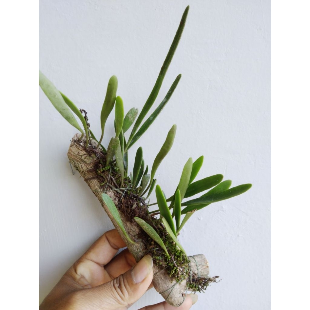 Pyrrosia longifolia