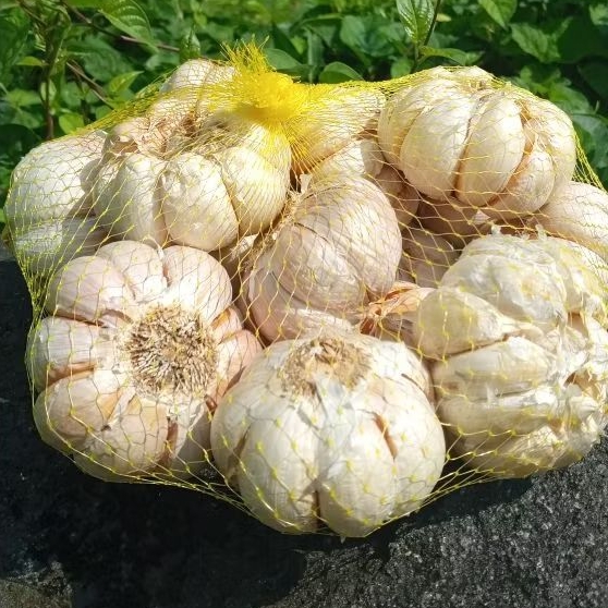 Bawang Putih Jumbo