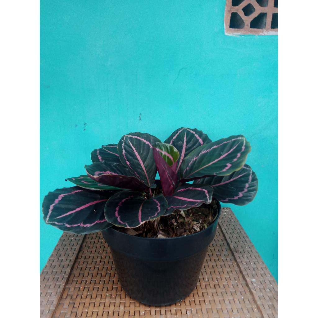 Caladium (Calathea roseopicta)