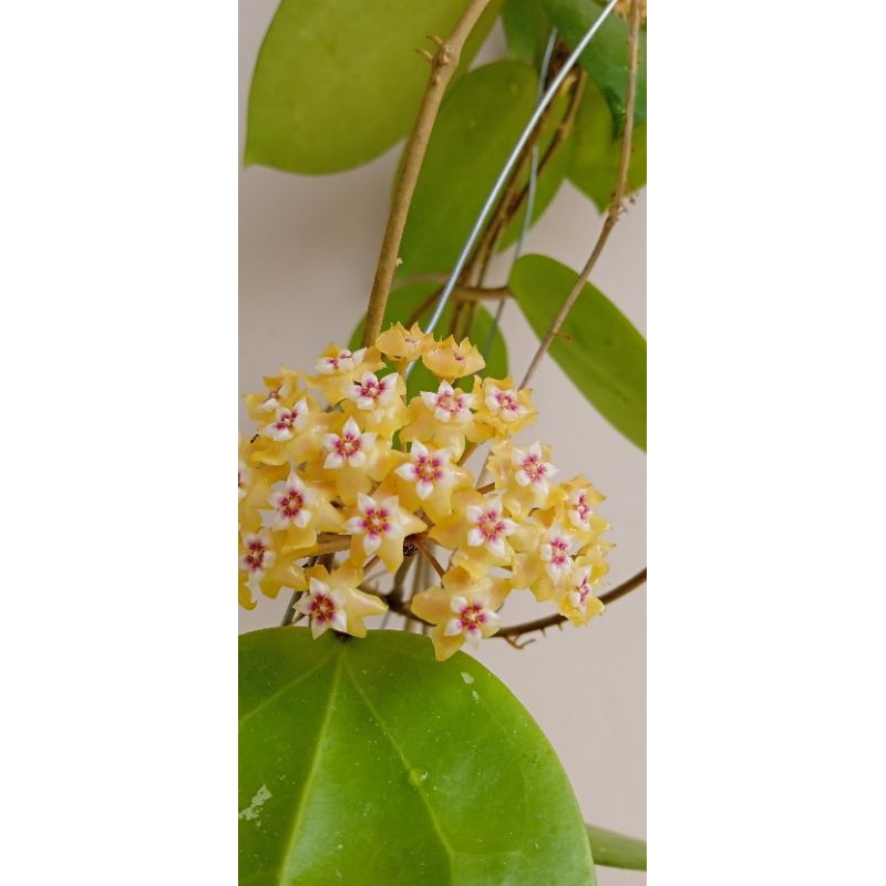 hoya verticilata blackmargin