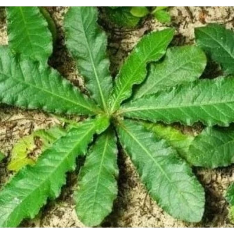 daun tapak liman