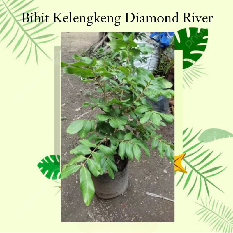 Azmi Bibit Kelengkeng Diamond River