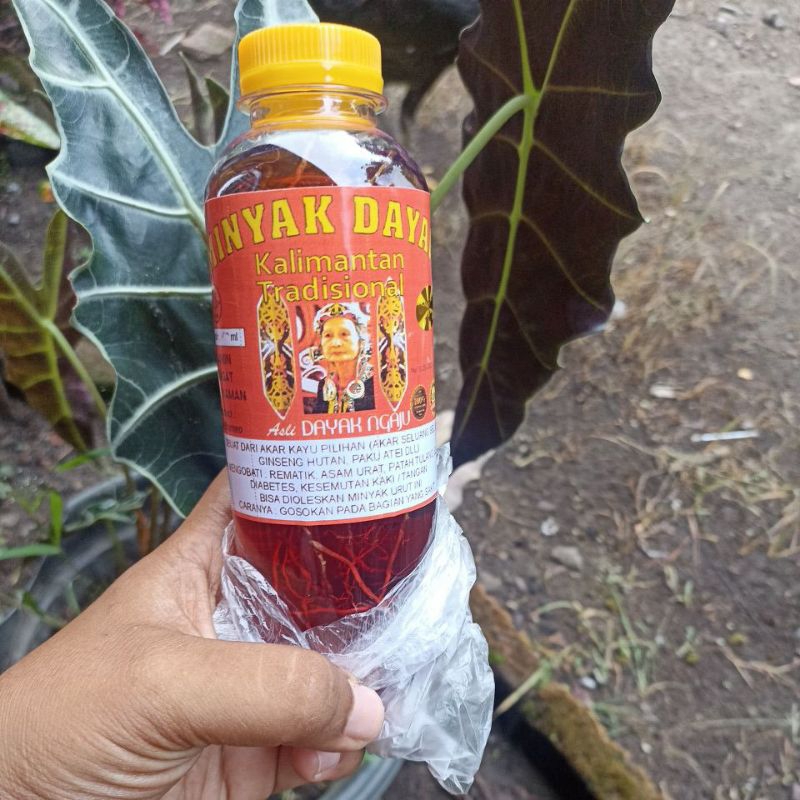 minyak dayak