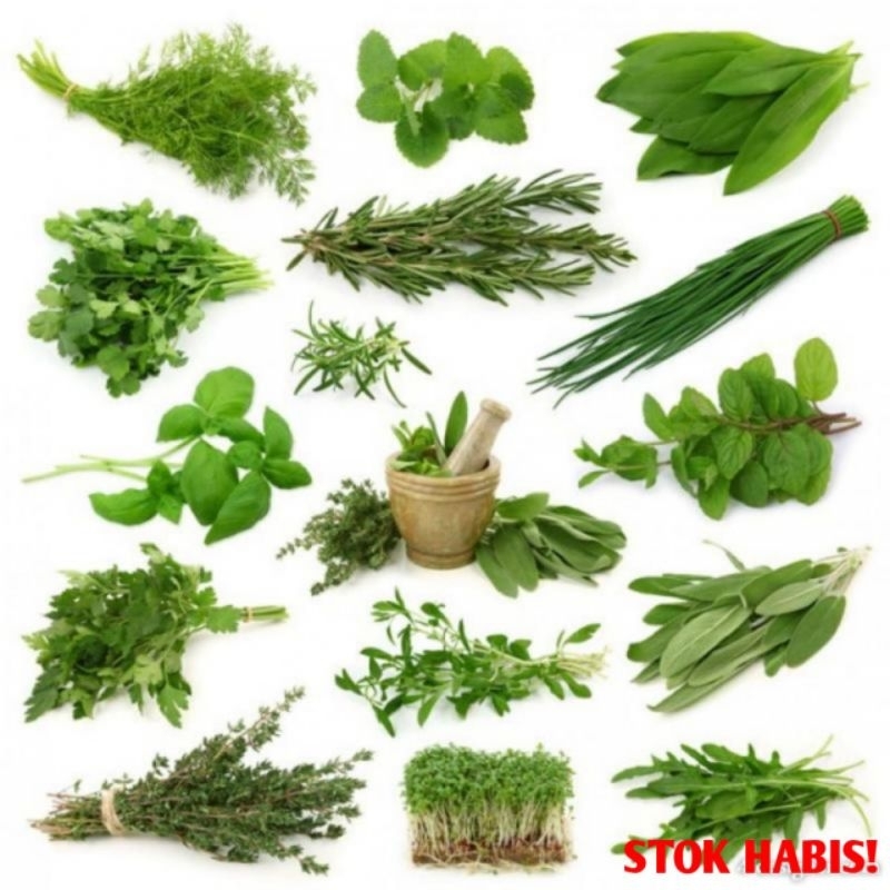 Daun Pre filax Wasir