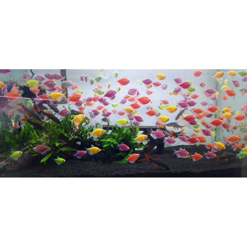 ikan glofis