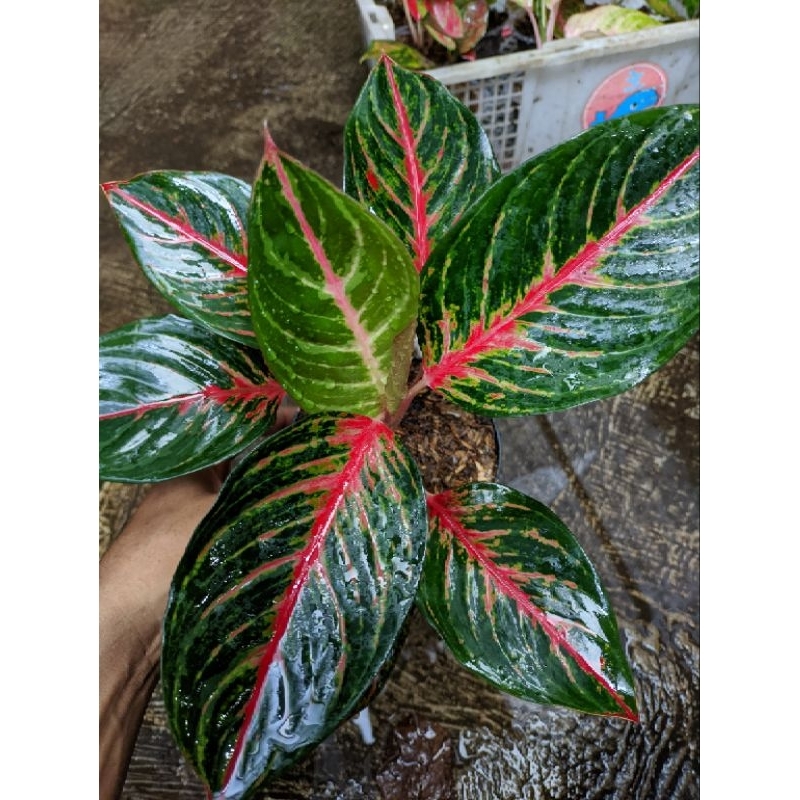 aglonema red borju