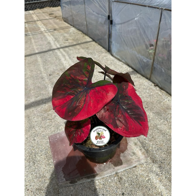 Caladium/keladithailand,Reddevil