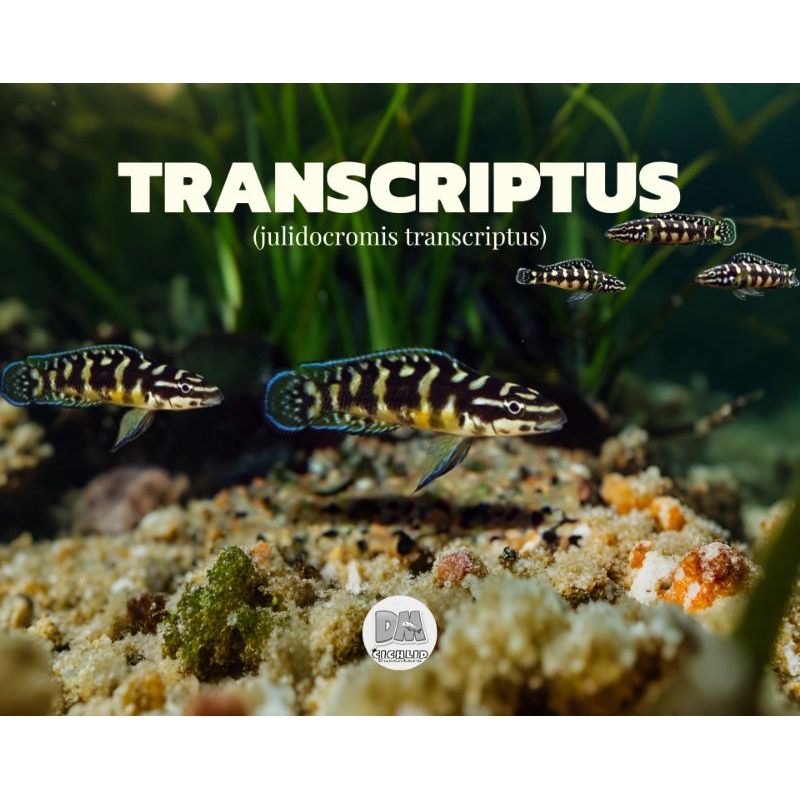 julidocromis transcriptus cichlid