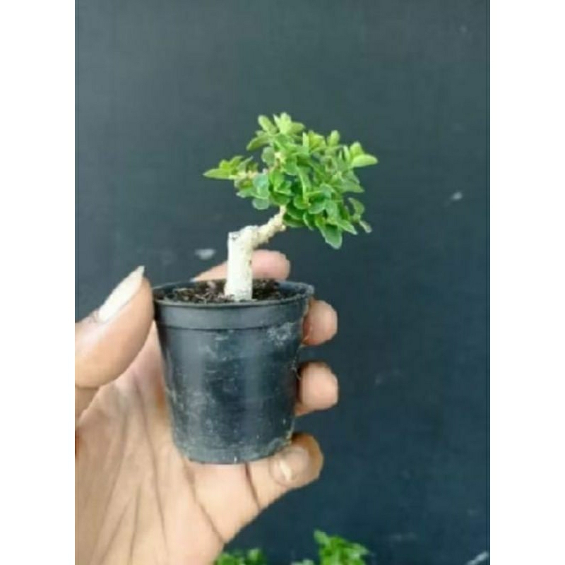 Bonsai Sancang mini