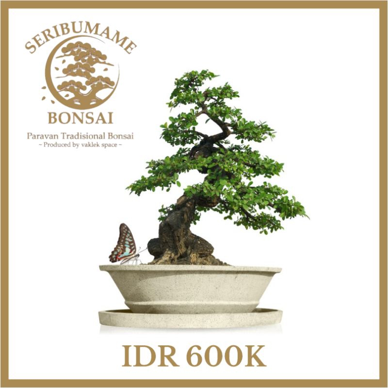 Etalase spesial 10