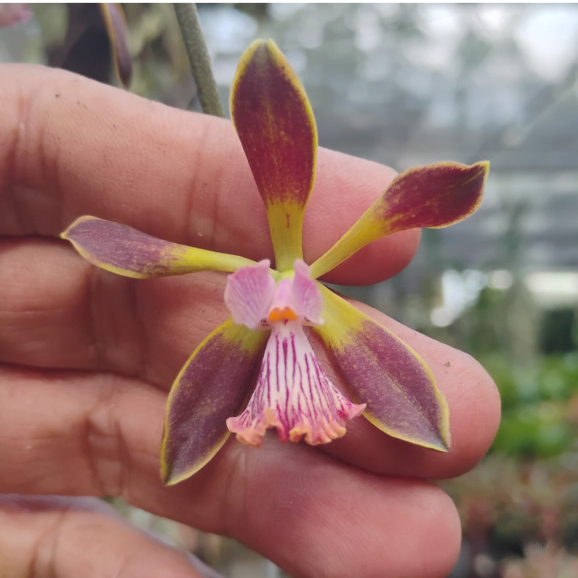 [ SPIKE | BERBUNGA ] Encyclia Jairak Smiley
