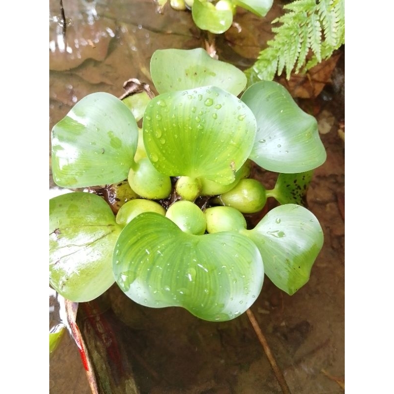 eceng gondok anakan