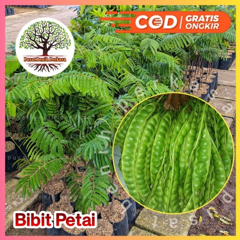 Bibit Petai/Pete