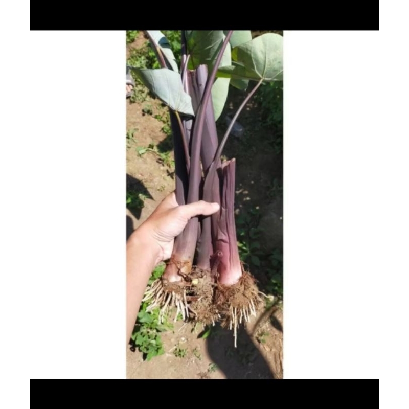 Bibit talas ungu