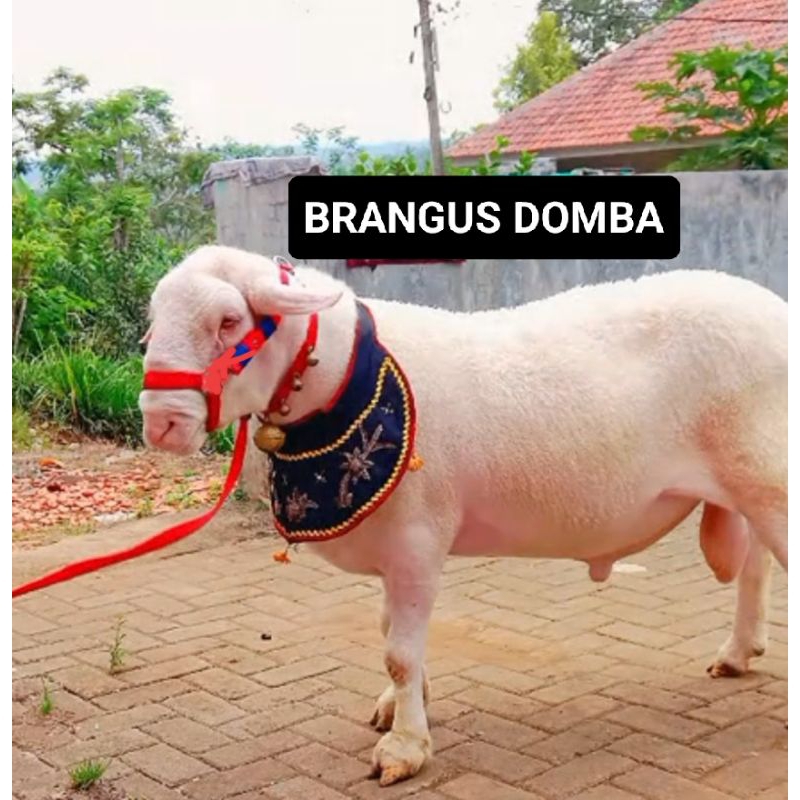 BRANGUS DOMBA