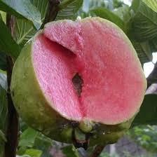 Tanaman Jambu Sukun Merah