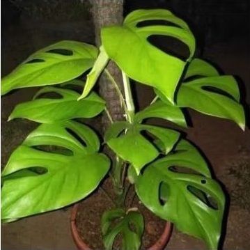 Bibit monstera rhapidhapora pertusa