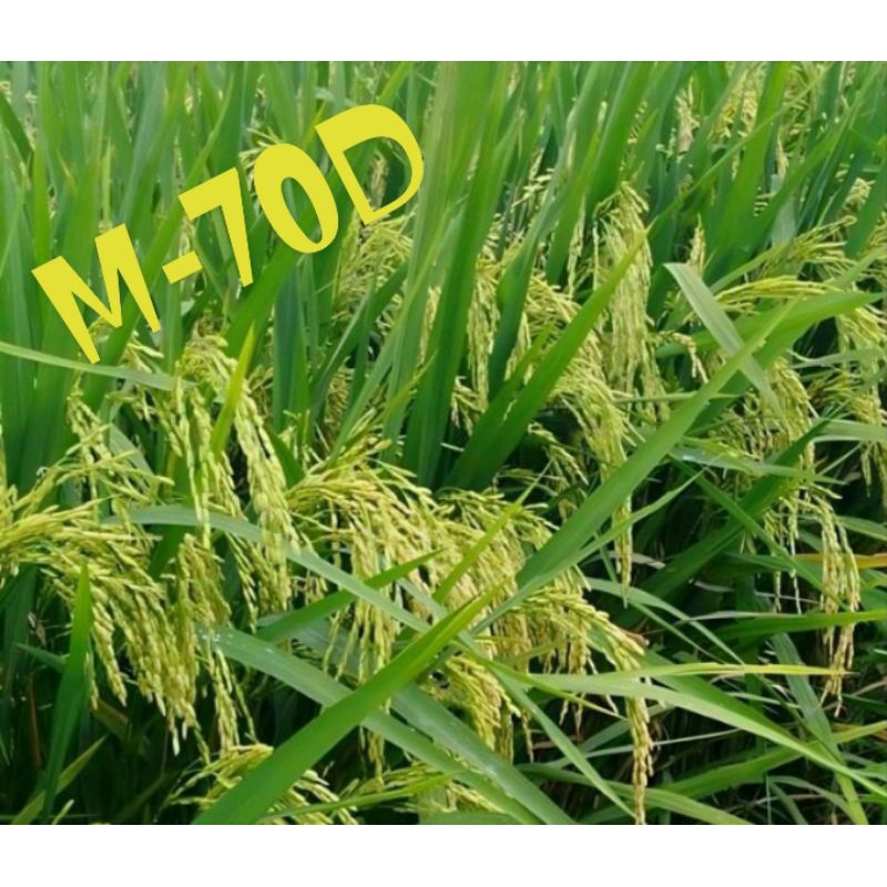 benih padi M70D
