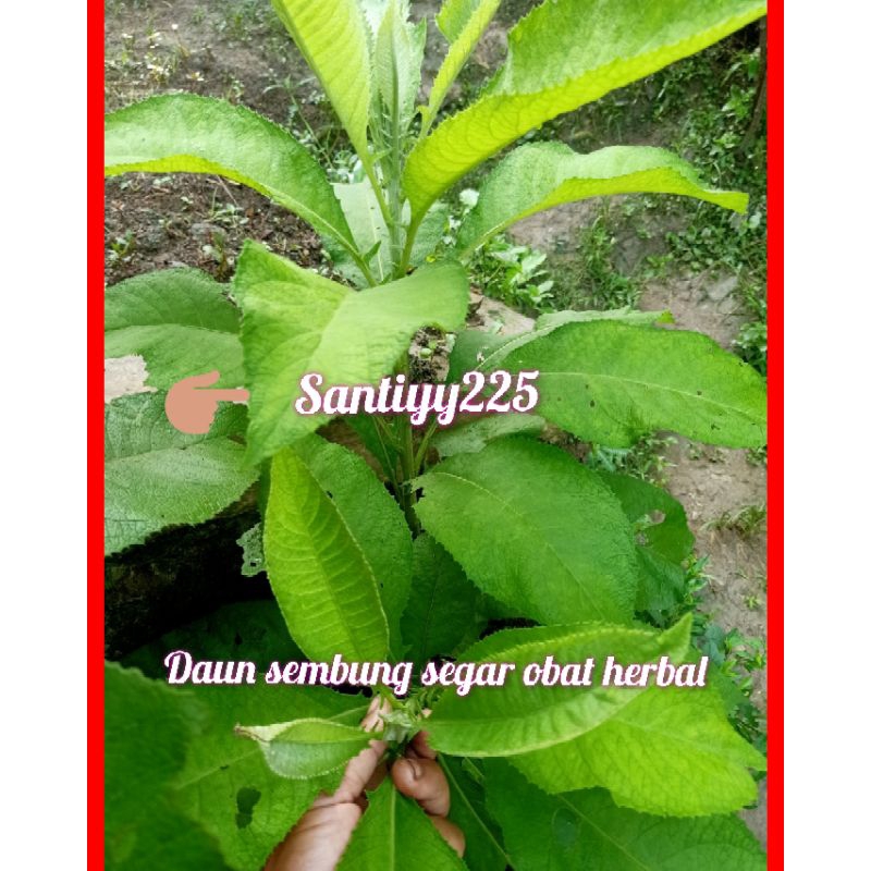 daun sembung segar