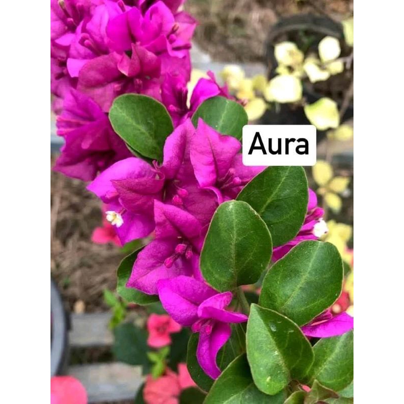 bougenville aura
