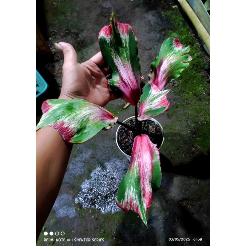 caladium putri raja