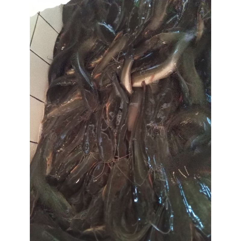 ikan lele hidup segar