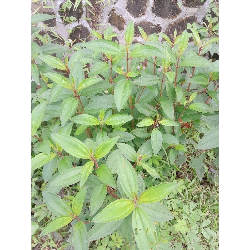 DAUN HARENDONG SEGAR 500 GRAM